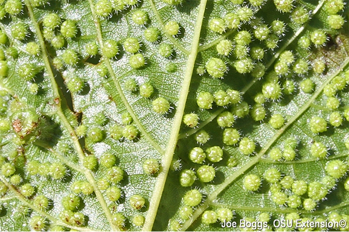Les envahisseurs de la vigne : le phylloxéra - Faiseur de Vin